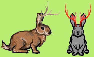 Jackalope
