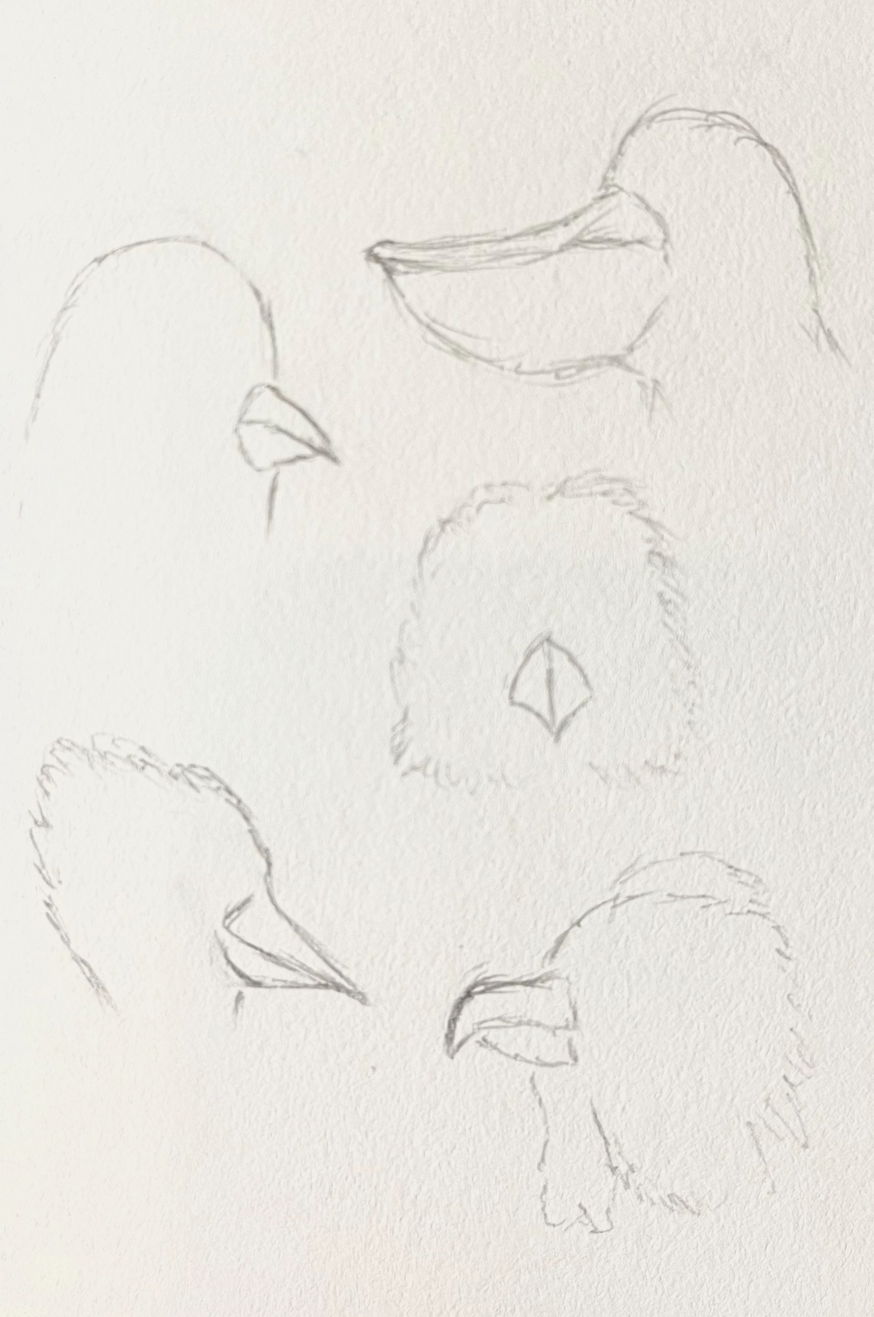 Bird beak designs