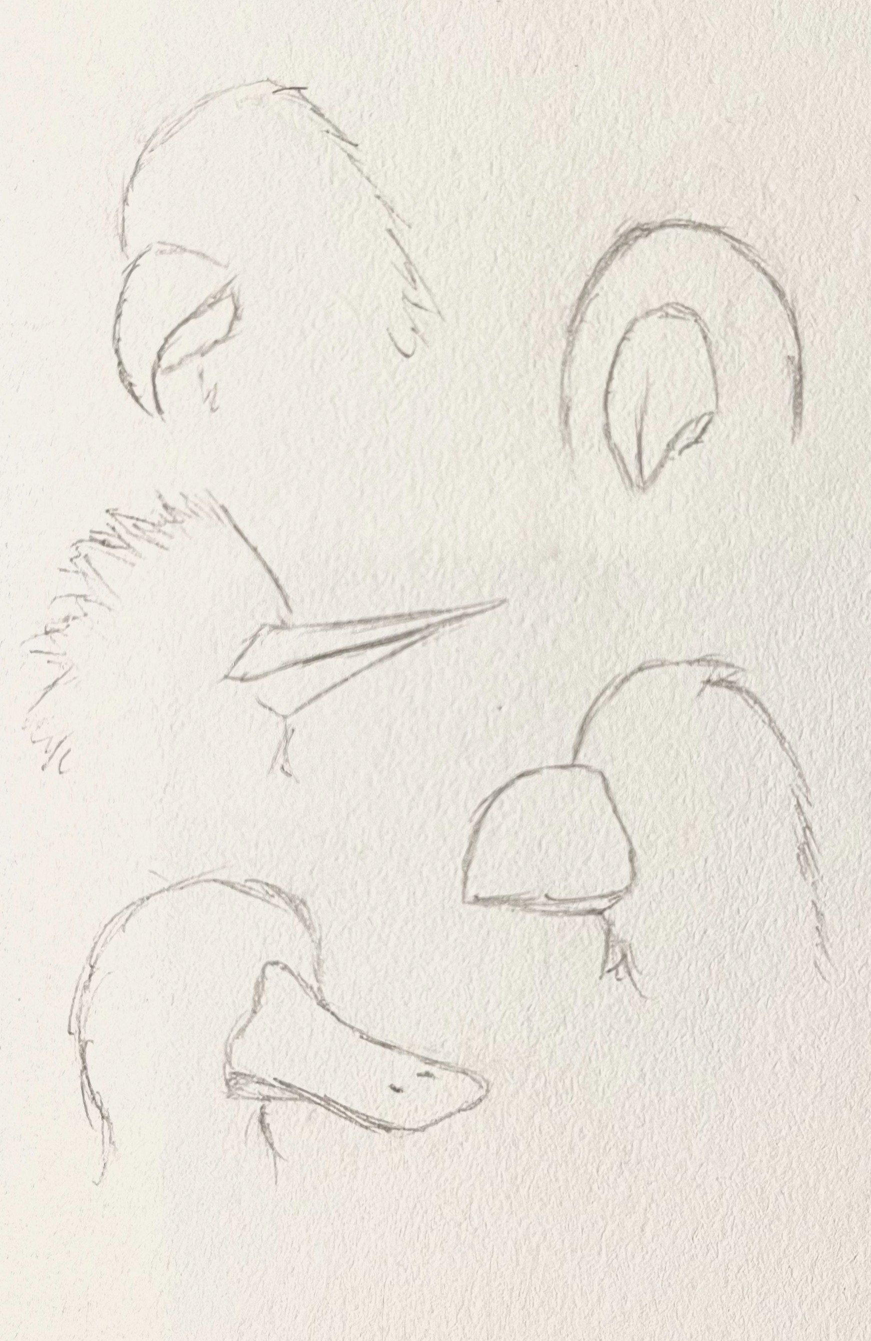 Bird beak designs