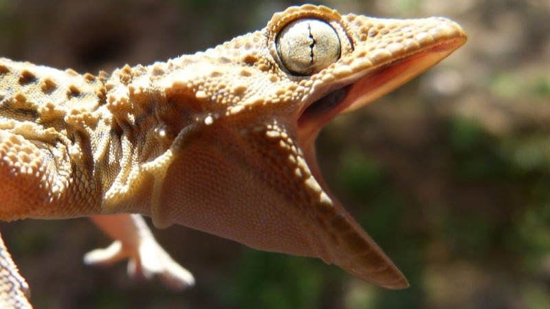 Cover image for GECKO