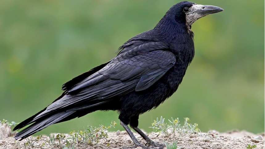 Cover image for The Rooks