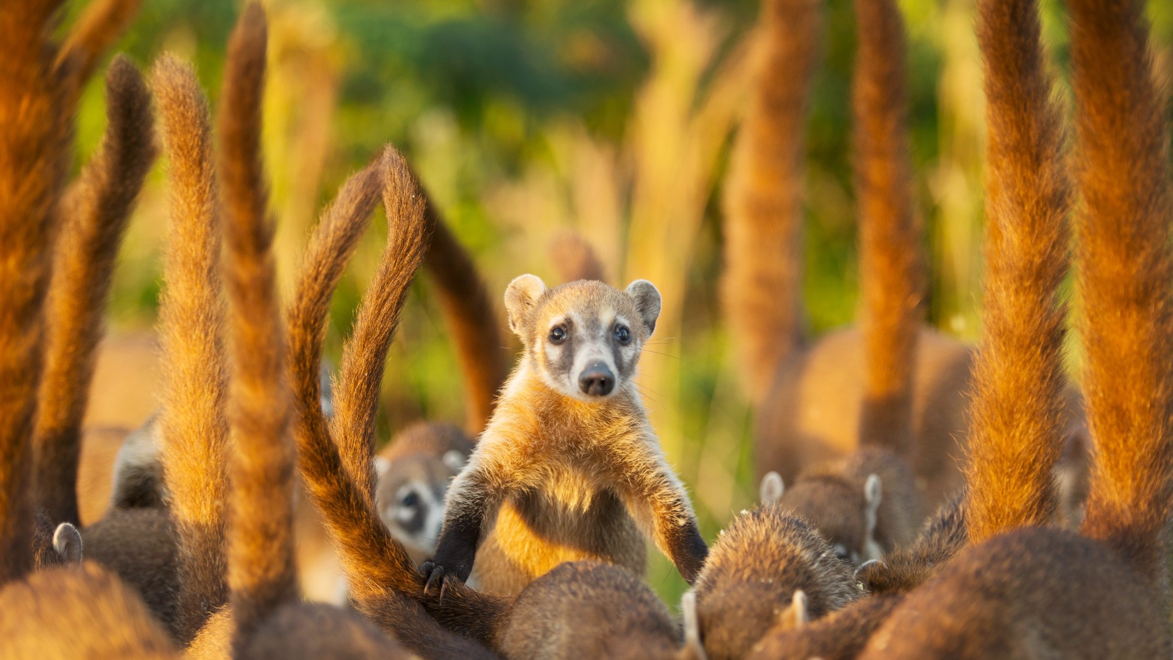 Cover image for CACO Coatis