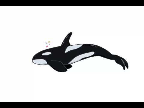 Orca animation