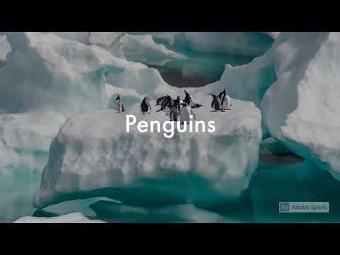 Penguin Game Making Of for OGPC