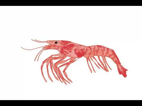 Prawn animation